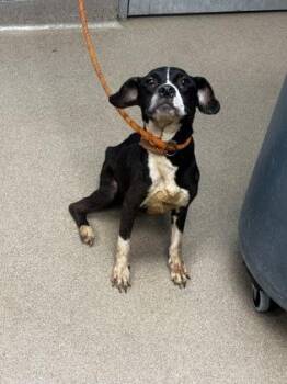 Harper -  Mixed Breed Dog for Adoption in Chamblee, Georgia - Harper | PetCurious