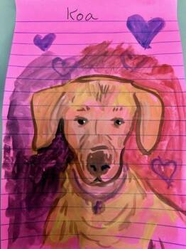 Labrador Retriever and Mixed Breed Dogs Available for Adoption - Koa | PetCurious