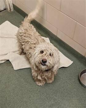 CHURRO -  Mixed Breed Dog Available for Adoption in Santa Fe, New Mexico - CHURRO | PetCurious
