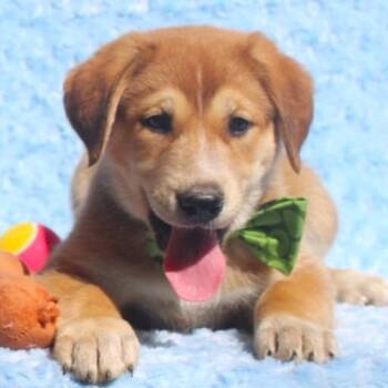 Shepherd and Siberian Husky Dogs Available for Adoption in Cincinnati, Ohio - Smokey | PetCurious