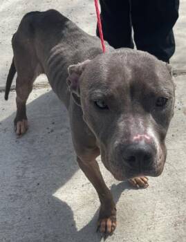 Mixed Breed Dogs Available for Adoption - APRIL | PetCurious