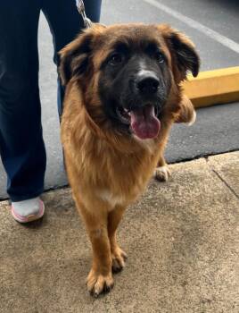 Leonberger Dogs Available for Adoption in Shingle Springs, California - 26Batik | PetCurious