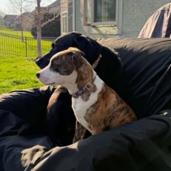 Mocha -  Mixed Breed Dog for Adoption in Olathe, Kansas - Mocha | PetCurious