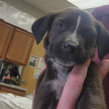 Australian Shepherd Dogs Available for Adoption in Tupelo, Mississippi - Wane - 032407U | PetCurious