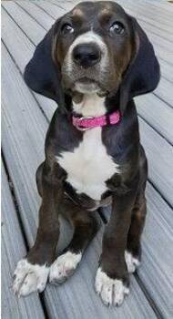 Foxhound Dogs Available for Adoption in Cary, North Carolina - Josie | PetCurious