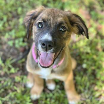 Shepherd Dogs Available for Adoption in Richmond, Virginia - Calypso | PetCurious