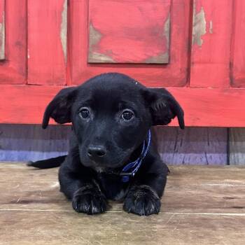 Dachshund and Mixed Breed Dogs Available for Adoption in Midland, Texas - FWT Ocean | PetCurious