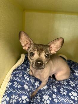 Chihuahua and Mixed Breed Dogs Available for Adoption - Lil Bit | PetCurious