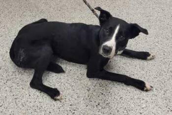 Tamera -  Mixed Breed Dog for Adoption in Kansas City, Missouri - Tamera | PetCurious