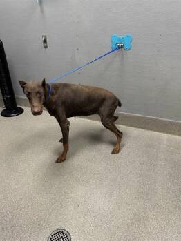 JELLY BEAN -  Doberman Pinscher Dog for Adoption in Las Vegas, Nevada - JELLY BEAN | PetCurious