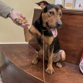 Rescue Doberman Pinscher and Mixed Breed Dogs for Adoption in Little Rock, Arkansas - Geoff | PetCurious