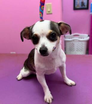 Chiquita-Courtesy Posting for PRCT -  Chihuahua Dog for Adoption in Somerville, Massachusetts - Chiquita-Courtesy Posting For PRCT | PetCurious
