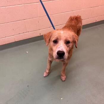 Simba -  Mixed Breed Dog for Adoption in Memphis, Tennessee - Simba | PetCurious