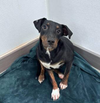 Cardigan in NH. Come Meet our Adoptable Dogs Wednesday-Saturday. -  Labrador Retriever Dog for Adoption in Manchester, New Hampshire - Cardigan In NH. Come Meet Our Adoptable Dogs Wednesday-Saturday. | PetCurious