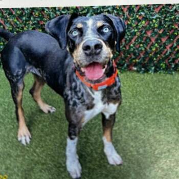 Lunar -  Catahoula Leopard Dog and Mixed Breed Dog for Adoption in Jupiter, Florida - Lunar | PetCurious