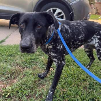 River C-34599 -  Black Labrador Retriever and Australian Cattle Dog Blue Heeler Dog for Adoption in Oklahoma City, Oklahoma - River C-34599 | PetCurious