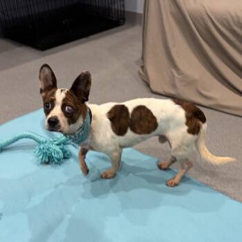 Duke -  Mixed Breed Dog for Adoption in Canal Winchester, Ohio - Duke | PetCurious