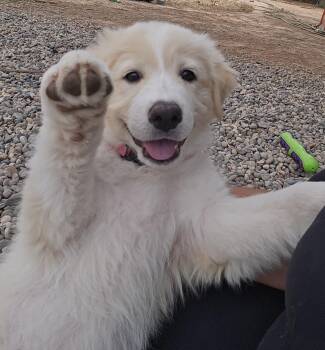 FRAPPE -  Great Pyrenees and Australian Shepherd Dog for Adoption in Peralta, New Mexico - FRAPPE | PetCurious