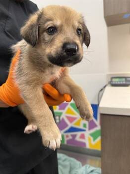 DEADPOOL -  German Shepherd Dog Dog for Adoption in Baytown, Texas - DEADPOOL | PetCurious