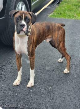 Boxer Dogs Available for Adoption in Fountaintown, Indiana - No Name | PetCurious