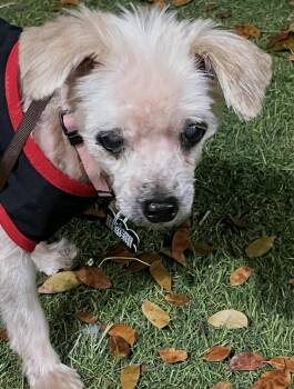 Yorkshire Terrier and Miniature Poodle Dogs Available for Adoption - Max  | PetCurious