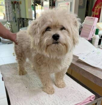 Silly Goose (NOT YET AVAILABLE) -  Bichon Frise Dog for Adoption in Benton, Louisiana - Silly Goose (NOT YET AVAILABLE) | PetCurious