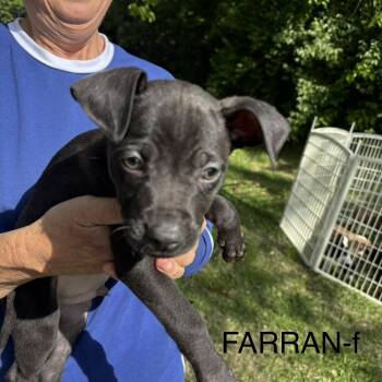 Pit Bull Terrier Dogs Available for Adoption in Brentwood, Tennessee - Farrah | PetCurious