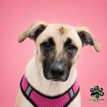 Hope -  Shepherd Dog for Adoption in Oswego, South Carolina - Hope | PetCurious