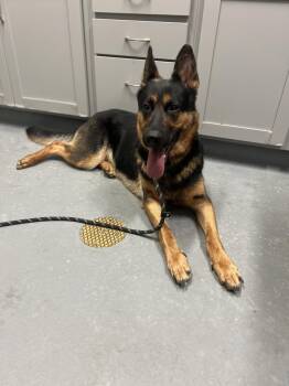 Hemi -  German Shepherd Dog Dog for Adoption in Ashland, Virginia - Hemi | PetCurious