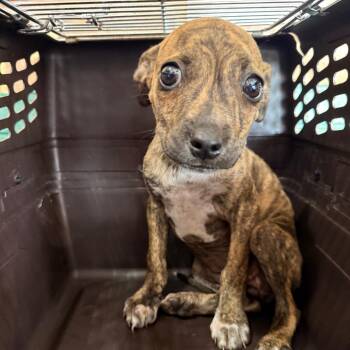 Monique -  Pit Bull Terrier Dog Available for Adoption in Birmingham, Alabama - Monique | PetCurious