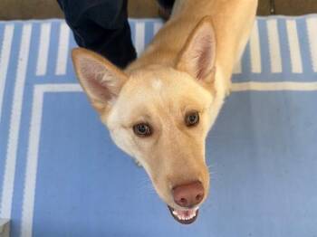 Siberian Husky and Labrador Retriever Dogs Available for Adoption - COSMO | PetCurious