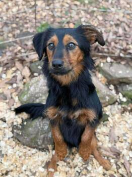 Mixed Breed Dogs Available for Adoption - Fried Green Tomatoes | PetCurious