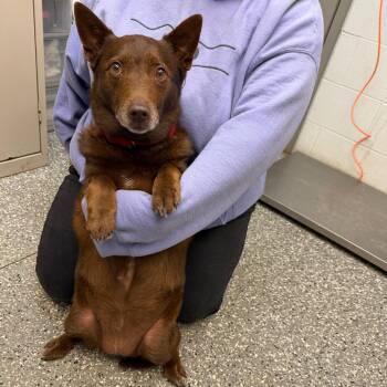 Cattle Dog and Dachshund Dogs Available for Adoption - Sissy | PetCurious