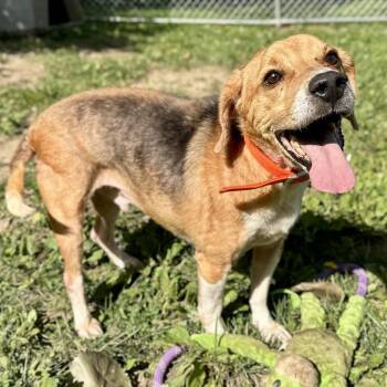 Bert -  Beagle Dog for Adoption in Warrensburg, Missouri - Bert | PetCurious
