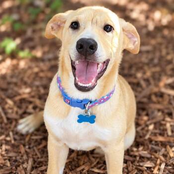 Goldie -  Labrador Retriever and Cattle Dog Dog for Adoption in Boerne, Texas - Goldie | PetCurious