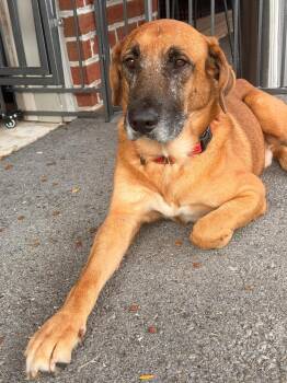 Gideon -  Labrador Retriever Dog for Adoption in Houston, Texas - Gideon | PetCurious