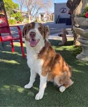 Australian Shepherd Dogs Available for Adoption - Sugar | PetCurious