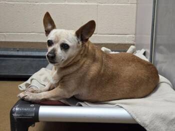 Chihuahua Dogs Available for Adoption - MOSS PIGLET | PetCurious