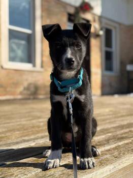 Border Collie Dogs Available for Adoption - Darla | PetCurious