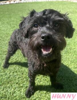 HUNNY -  Havanese Dog for Adoption in Dallas, Texas - HUNNY | PetCurious