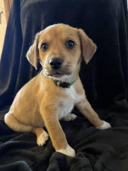 Beagle and Staffordshire Bull Terrier Dogs Available for Adoption in Aurora, Colorado - BIRDIE BABY - Penguin | PetCurious
