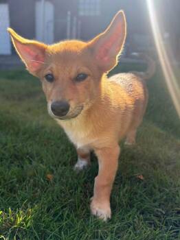 Tweed -  Australian Cattle Dog Blue Heeler Dog for Adoption in Irwin, Pennsylvania - Tweed | PetCurious