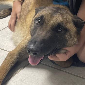Belgian Shepherd Malinois Dogs Available for Adoption in Savannah, Georgia - Adventure | PetCurious