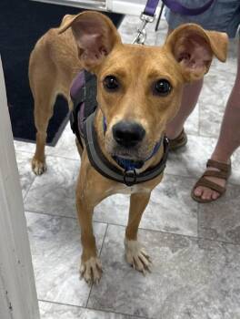 NALA -  Mixed Breed Dog for Adoption in Rochester, Indiana - NALA | PetCurious