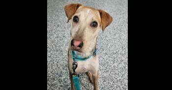 Mixed Breed Dogs Available for Adoption - Bindi | PetCurious