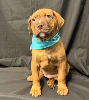 Mixed Breed Dogs Available for Adoption - April | PetCurious