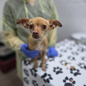 Jade Vine -  Chihuahua and Mixed Breed Dog for Adoption in Incline Village, Nevada - Jade Vine | PetCurious