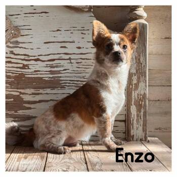 Enzo -  Chihuahua and Cattle Dog Dog for Adoption in Helotes, Texas - Enzo | PetCurious