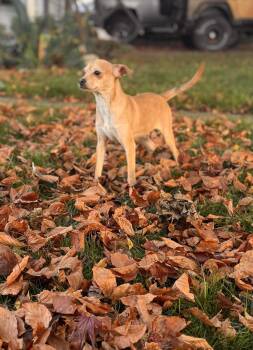 Rescue Chihuahua Dogs for Adoption in Burlington, Washington - Abu | PetCurious