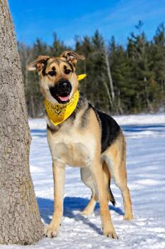 German Shepherd Dog Dogs Available for Adoption - Tucker | PetCurious
